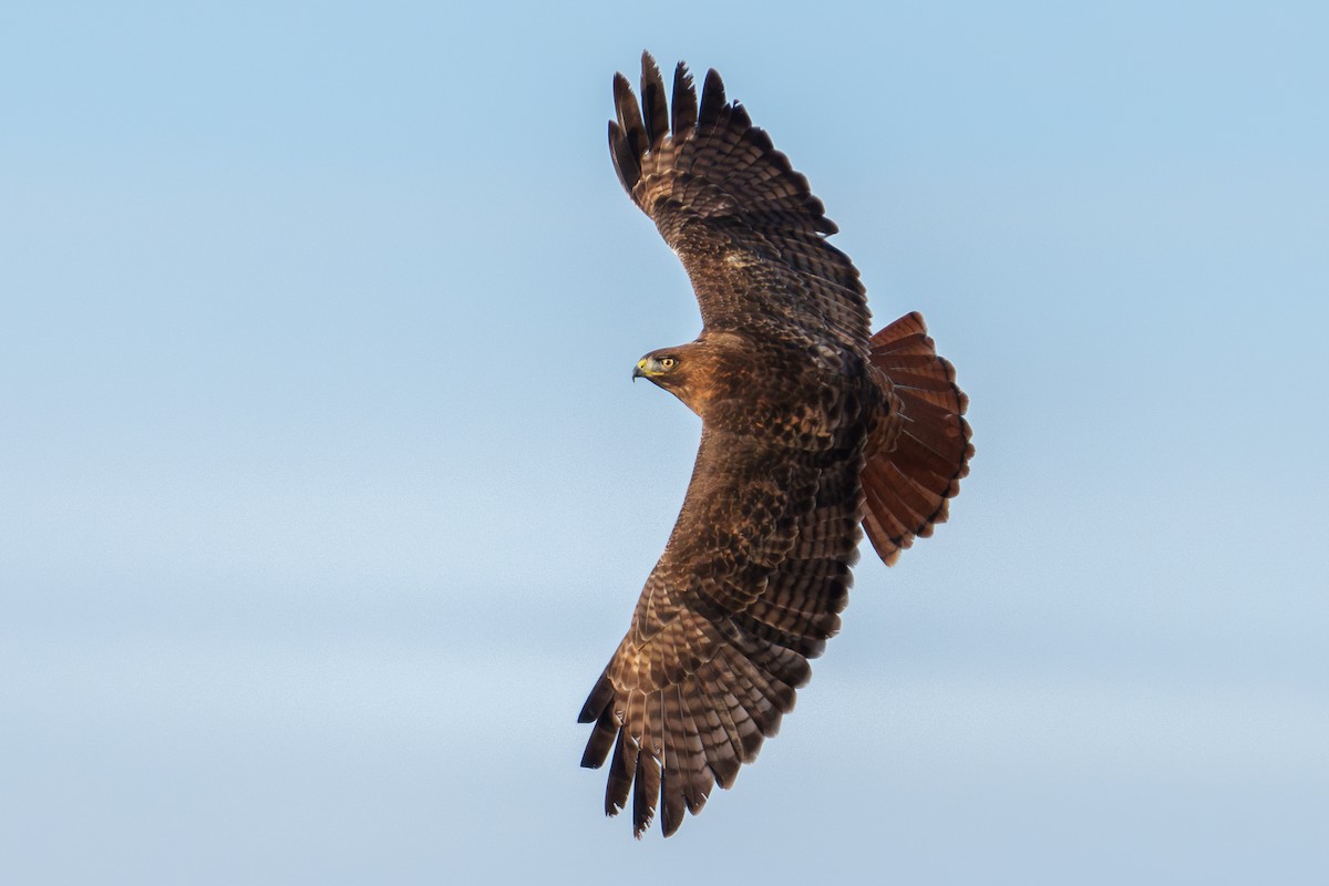 Red-tailed Hawk (calurus/alascensis) - ML646371357