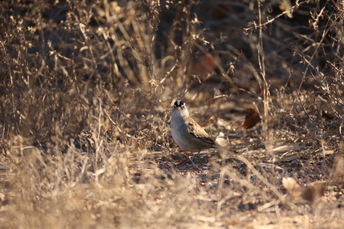 White-crowned Sparrow (Gambel's) - ML646371358