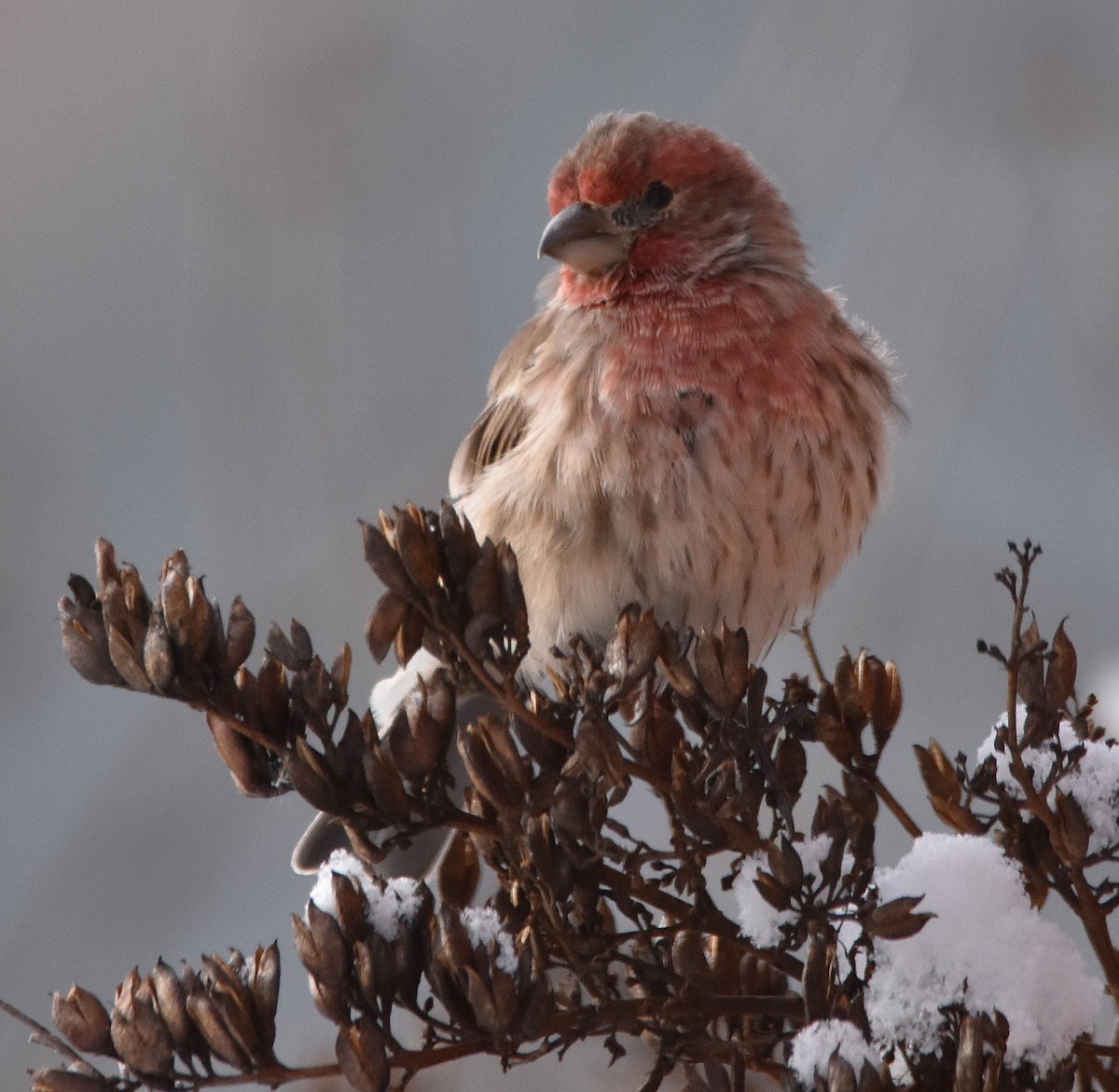 House Finch - ML646371359