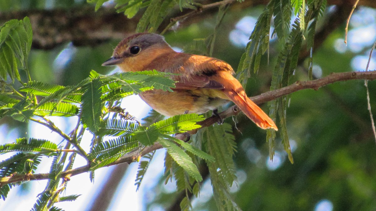 Chestnut-crowned Becard - ML646371360