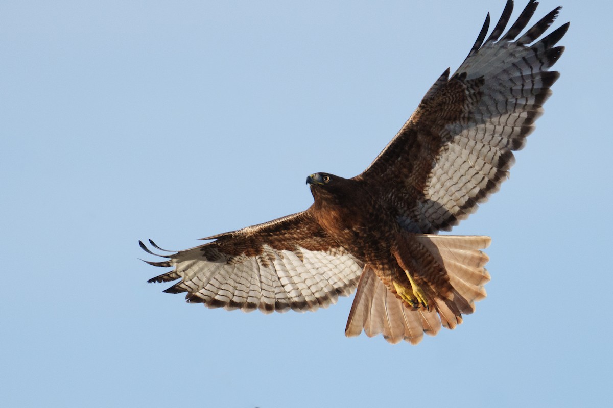 Red-tailed Hawk (calurus/alascensis) - ML646371361