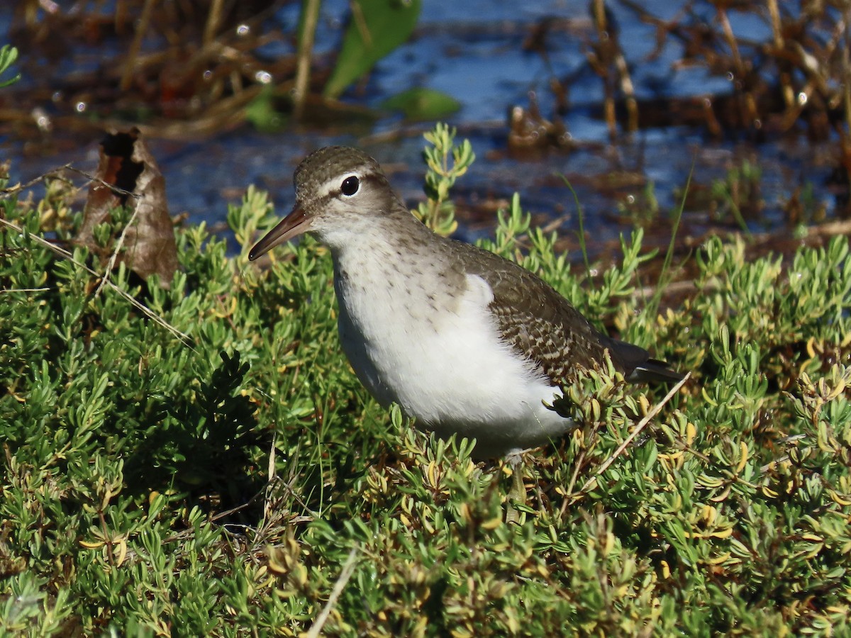 ביצנית נקודה - ML646371362