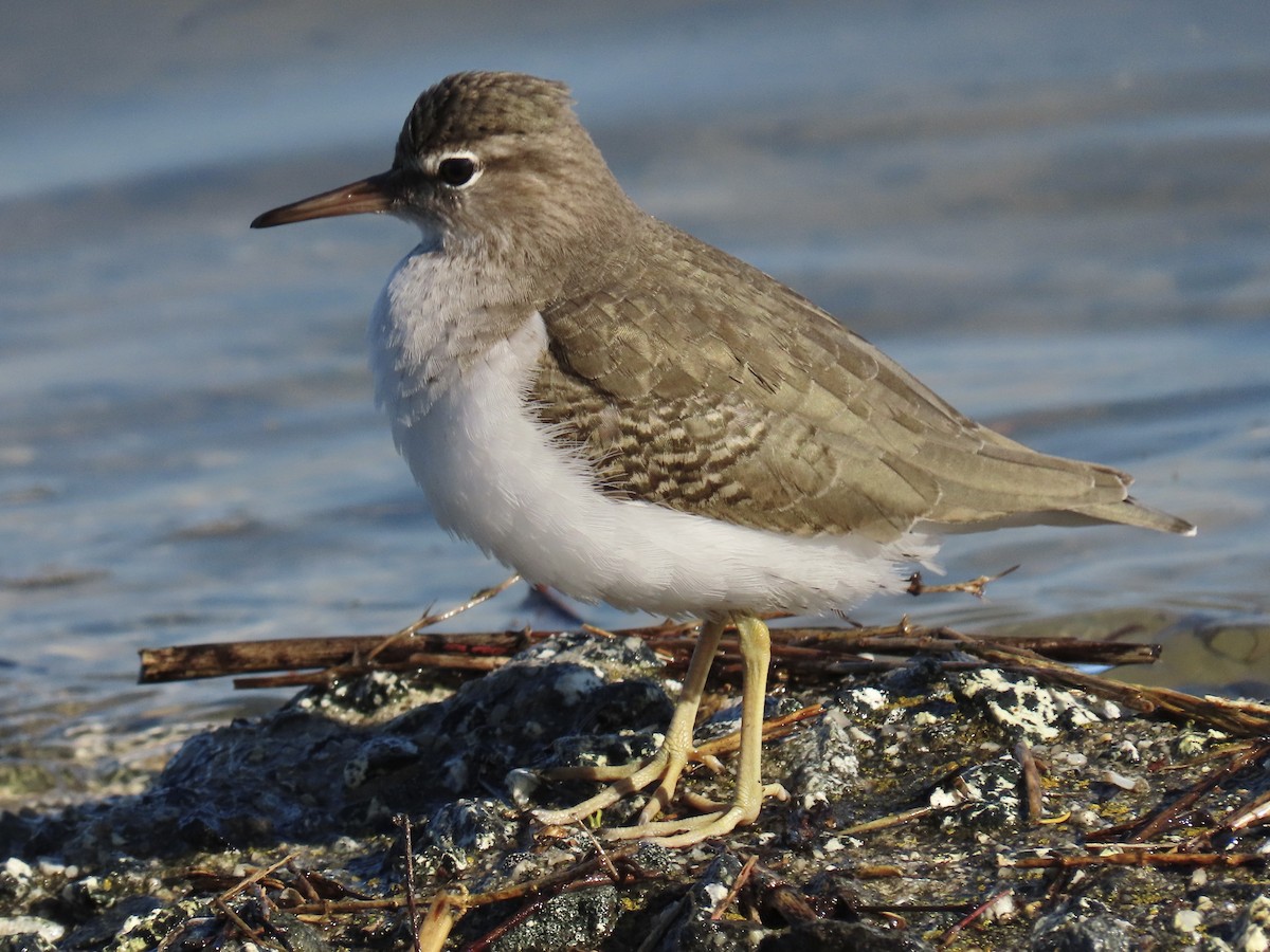 ביצנית נקודה - ML646371363