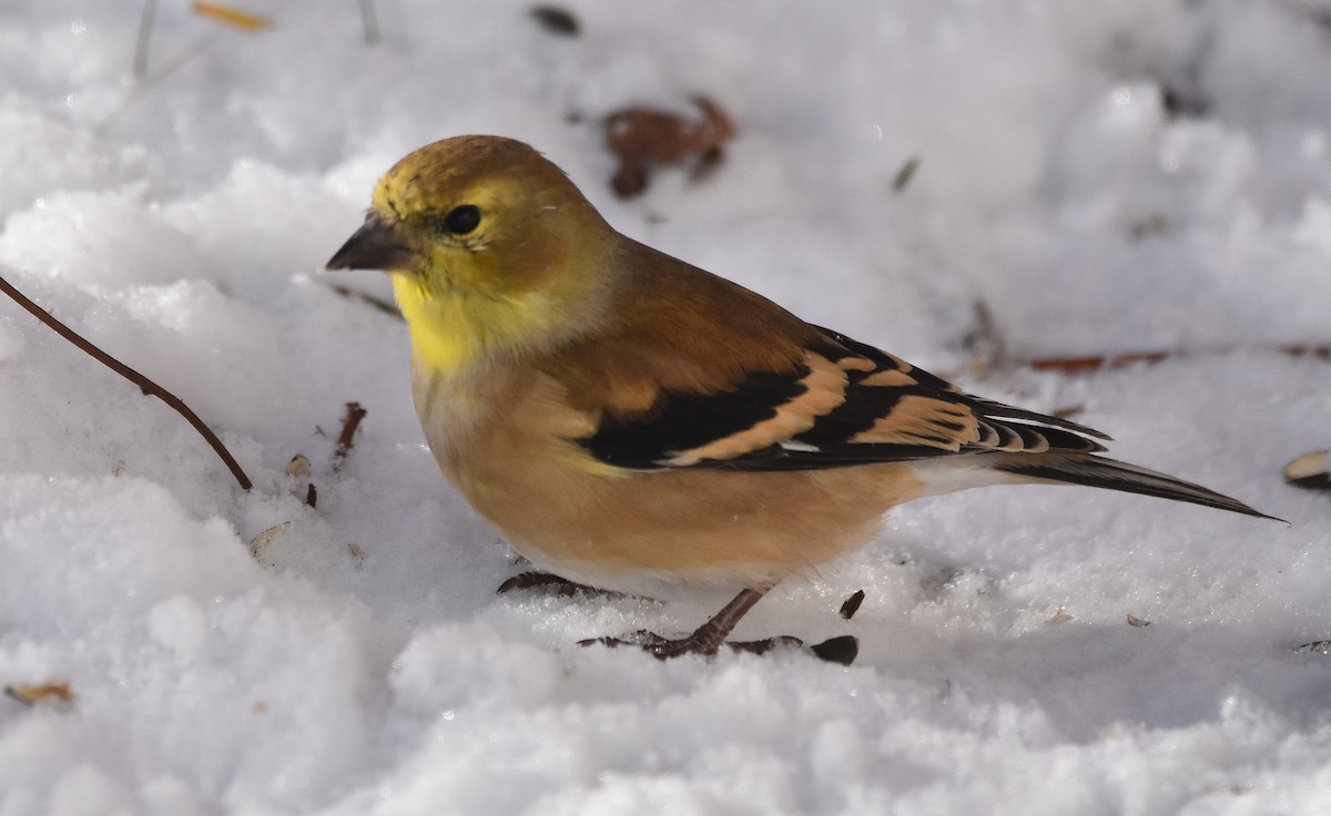 American Goldfinch - ML646371364