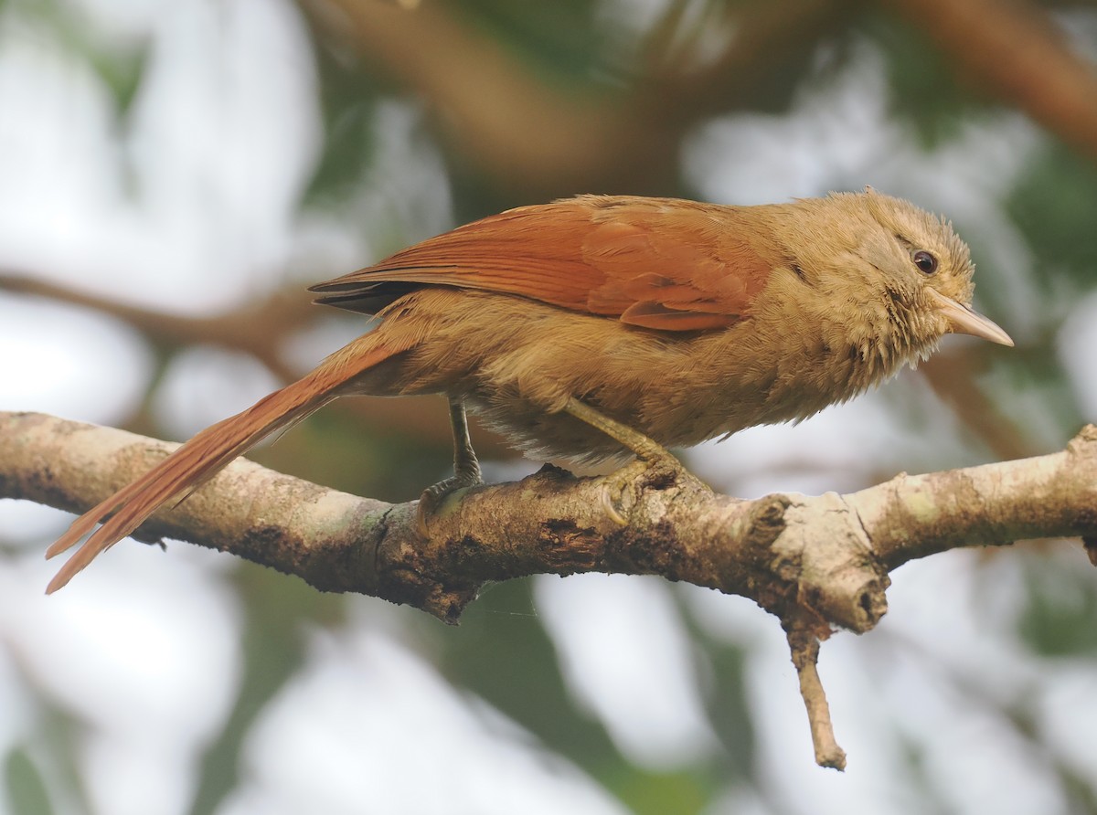 Plain Softtail - ML646371365