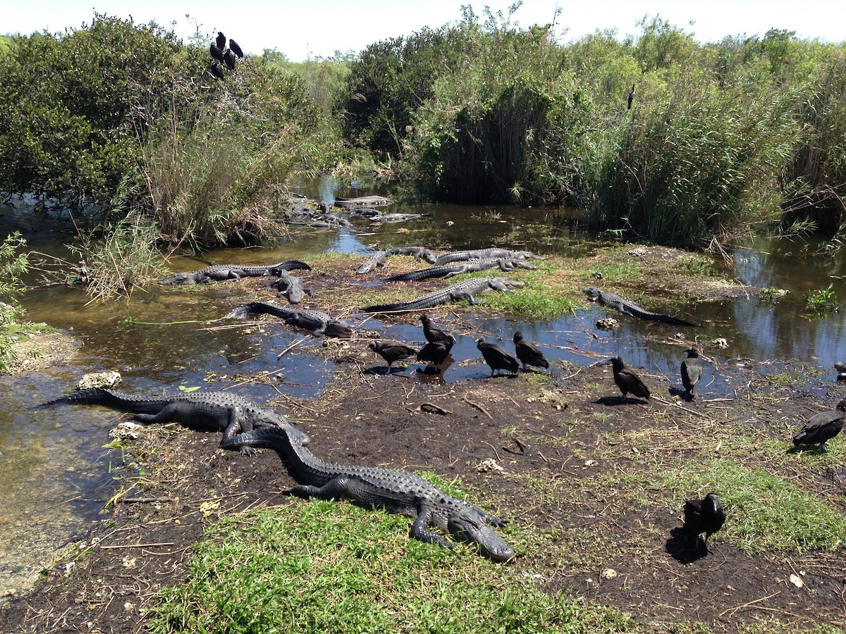 American Alligator - ML646371367