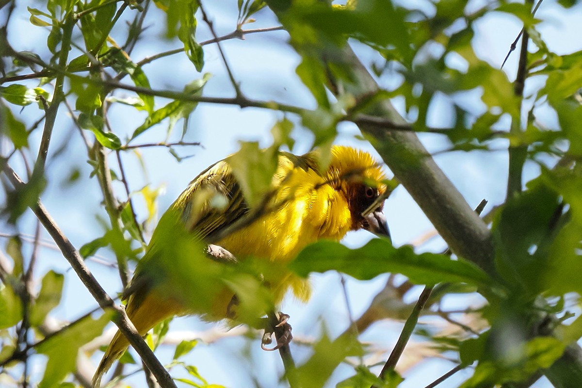 אורג ערבי - ML646371368