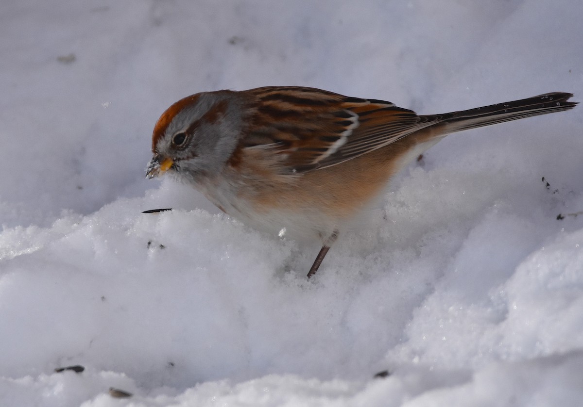American Tree Sparrow - ML646371371