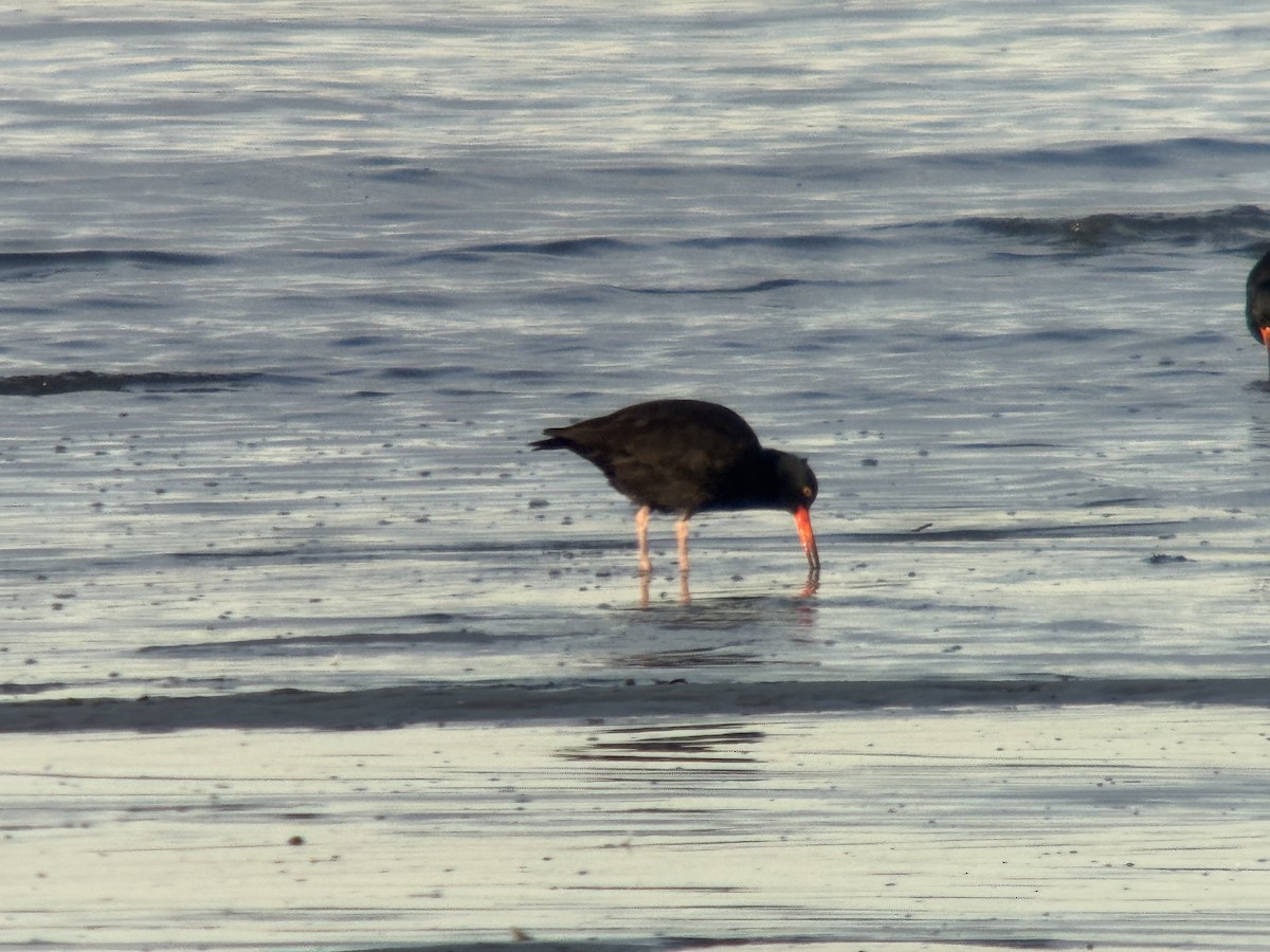 Black Oystercatcher - ML646371372