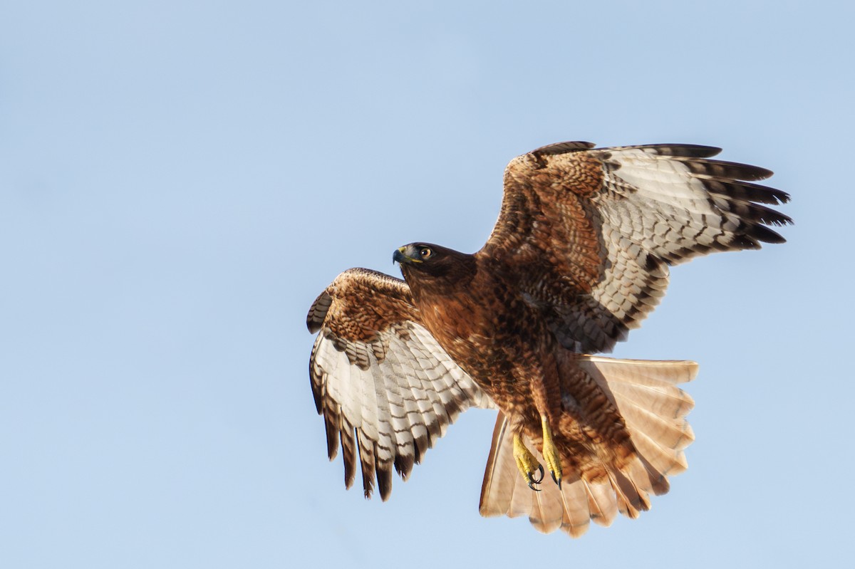 Red-tailed Hawk (calurus/alascensis) - ML646371373