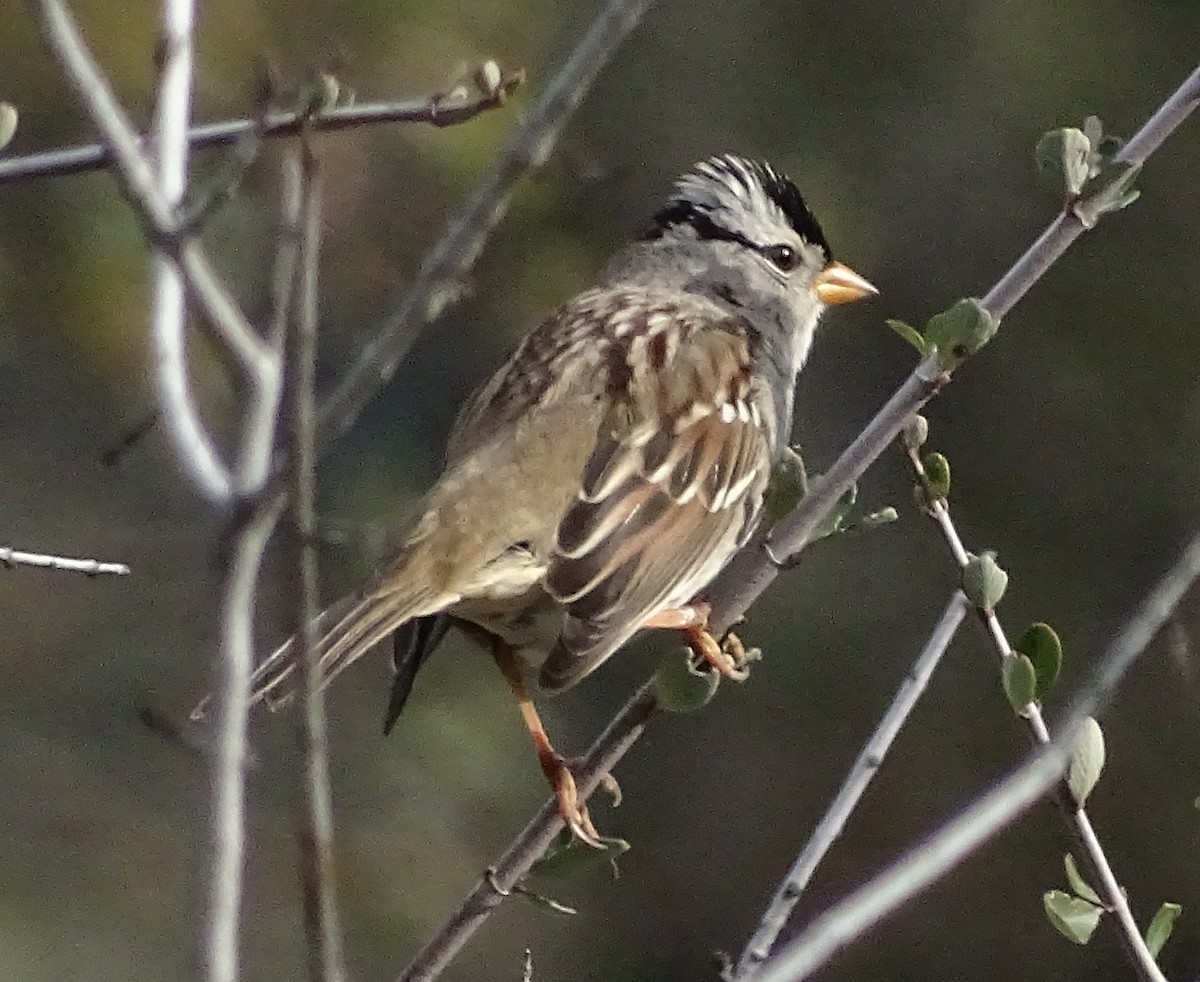גיבתונית לבנת-כיפה - ML646371374