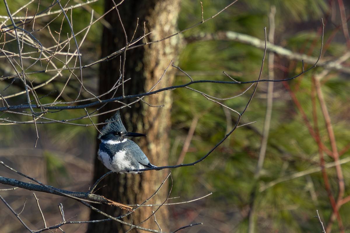 שלדג אמריקני - ML646371375