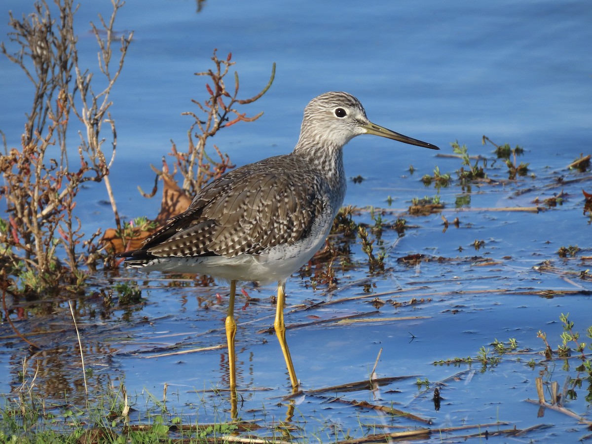 ביצנית עקודה - ML646371377