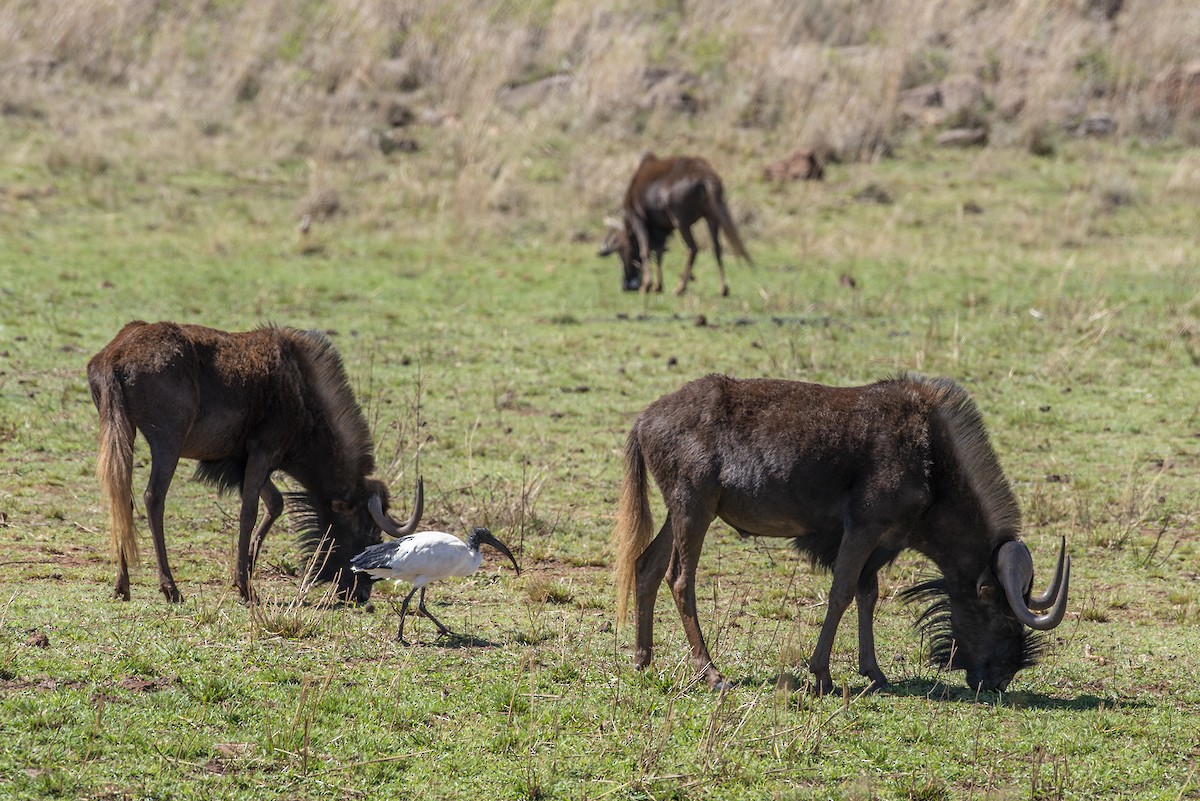 Black Wildebeest - ML646371379