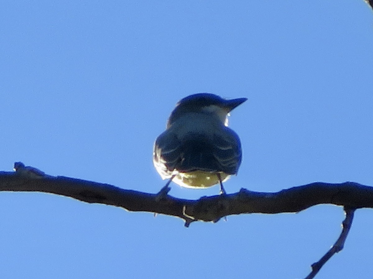 yellow-bellied kingbird sp. - ML646371380