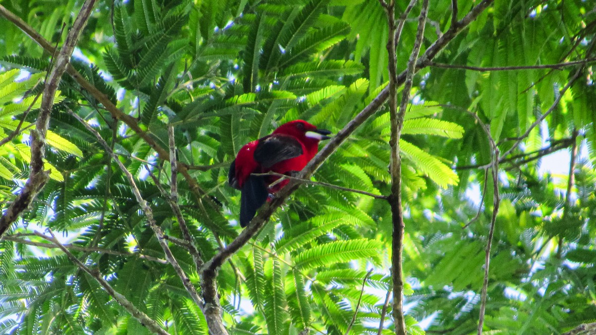 Brazilian Tanager - ML646371381
