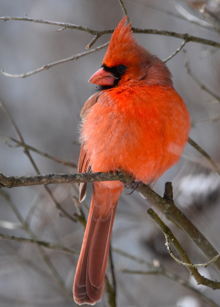 קרדינל צפוני - ML646371382