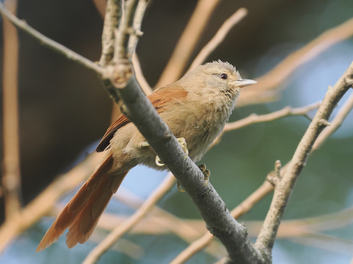 Plain Softtail - ML646371383