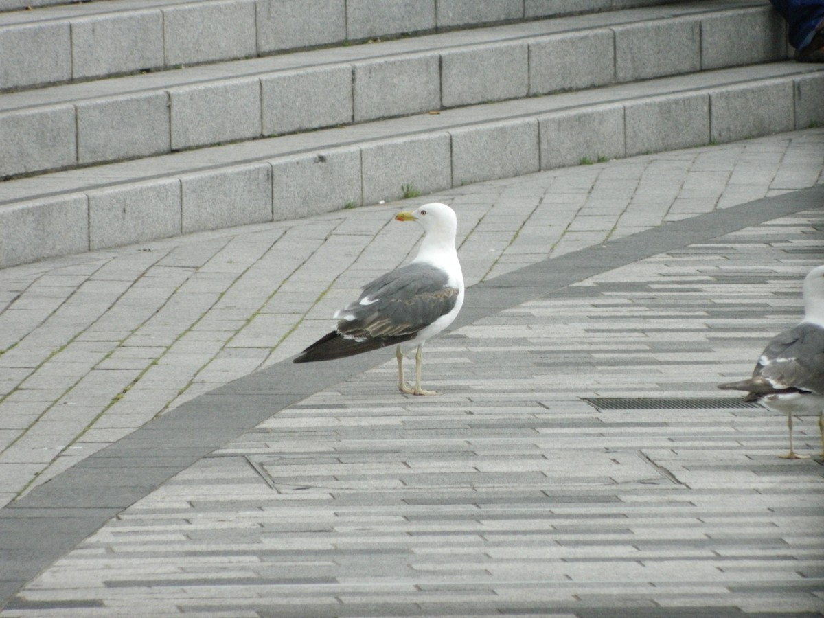 שחף שחור - ML646371385