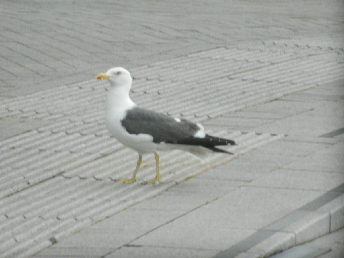 שחף שחור - ML646371386