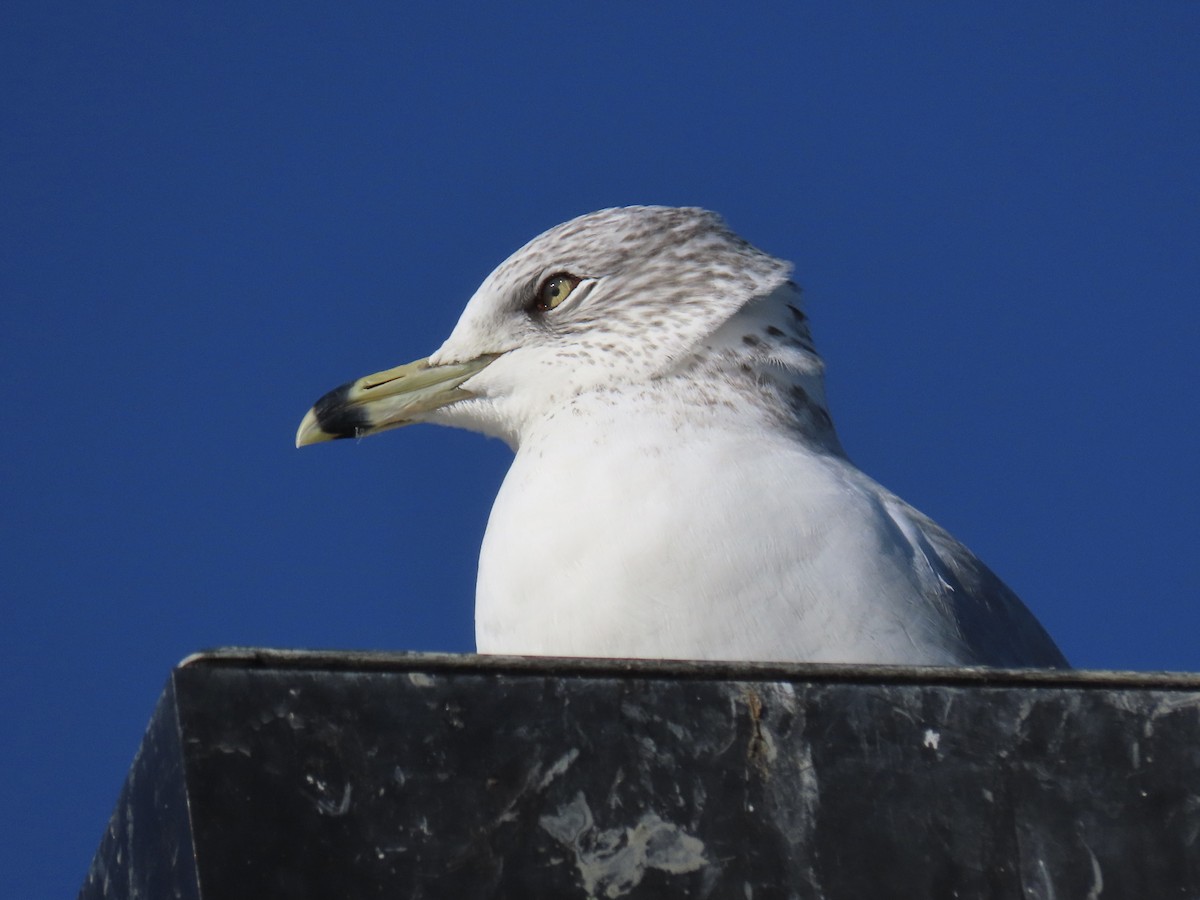 שחף עקוד-מקור - ML646371388