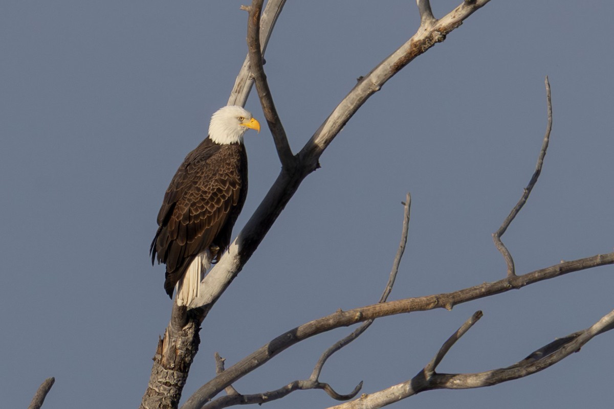 עיטם לבן-ראש - ML646371389