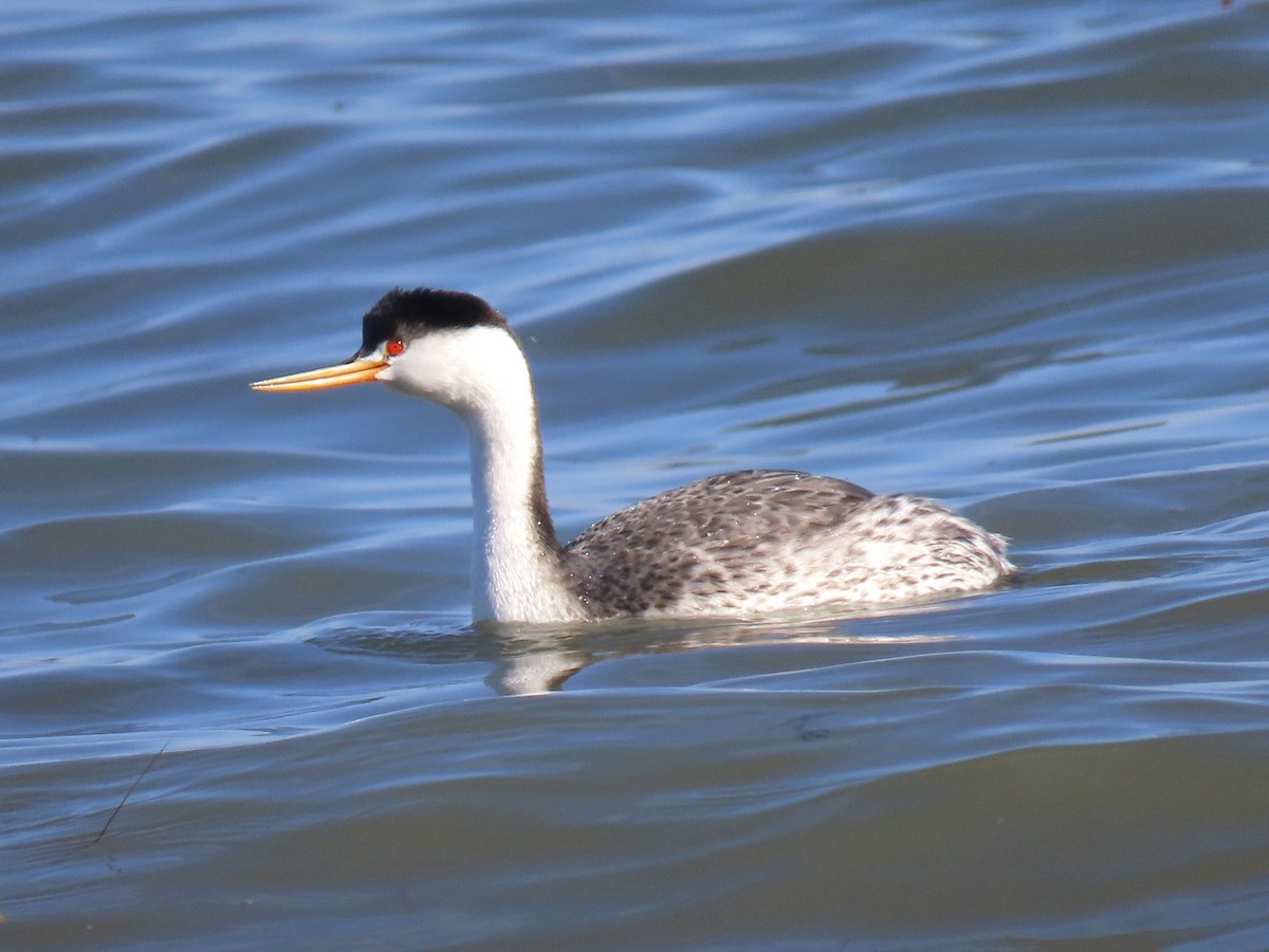 Clark's Grebe - ML646371390