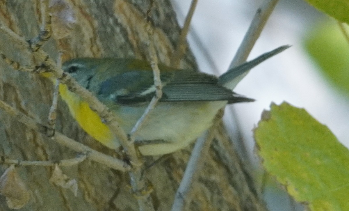 Northern Parula - ML646371391
