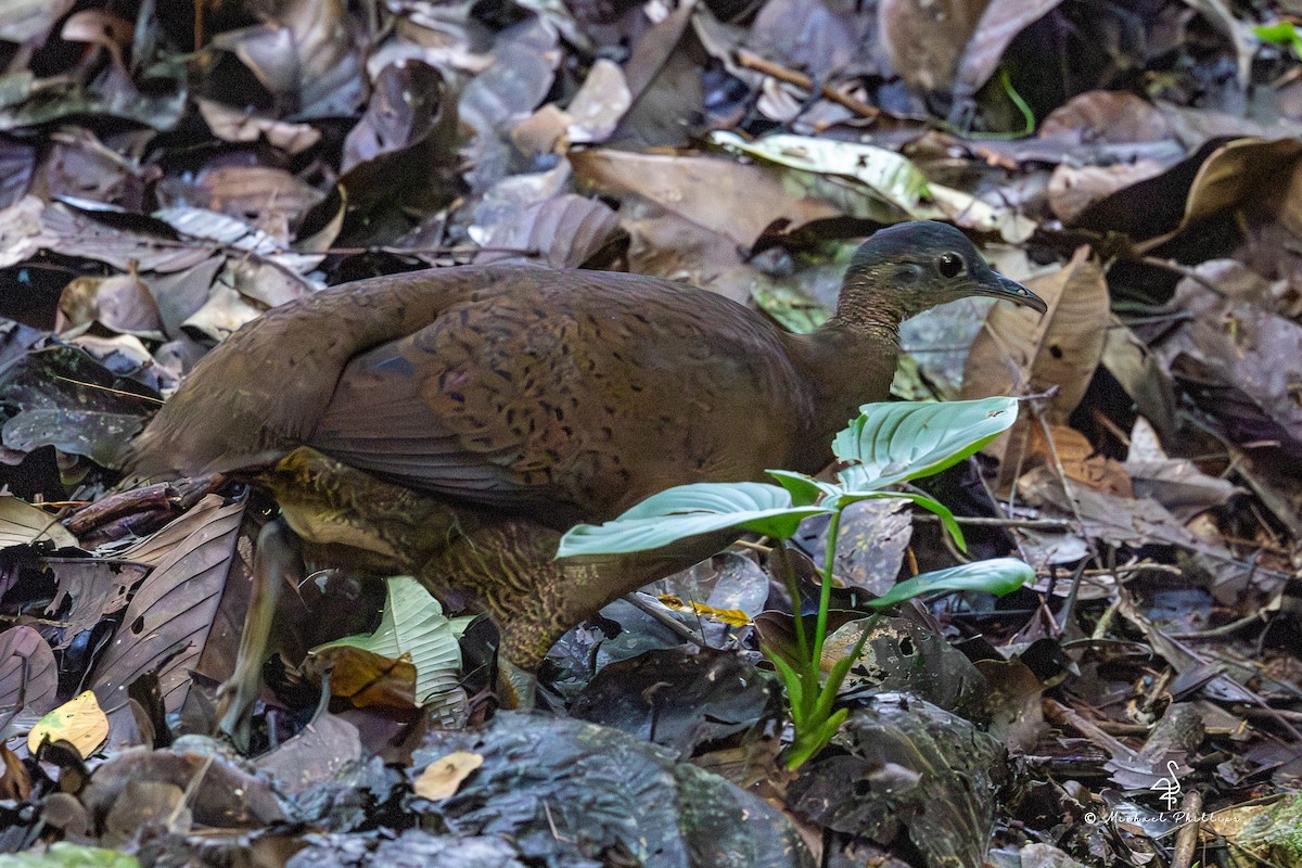 Great Tinamou - ML646371392