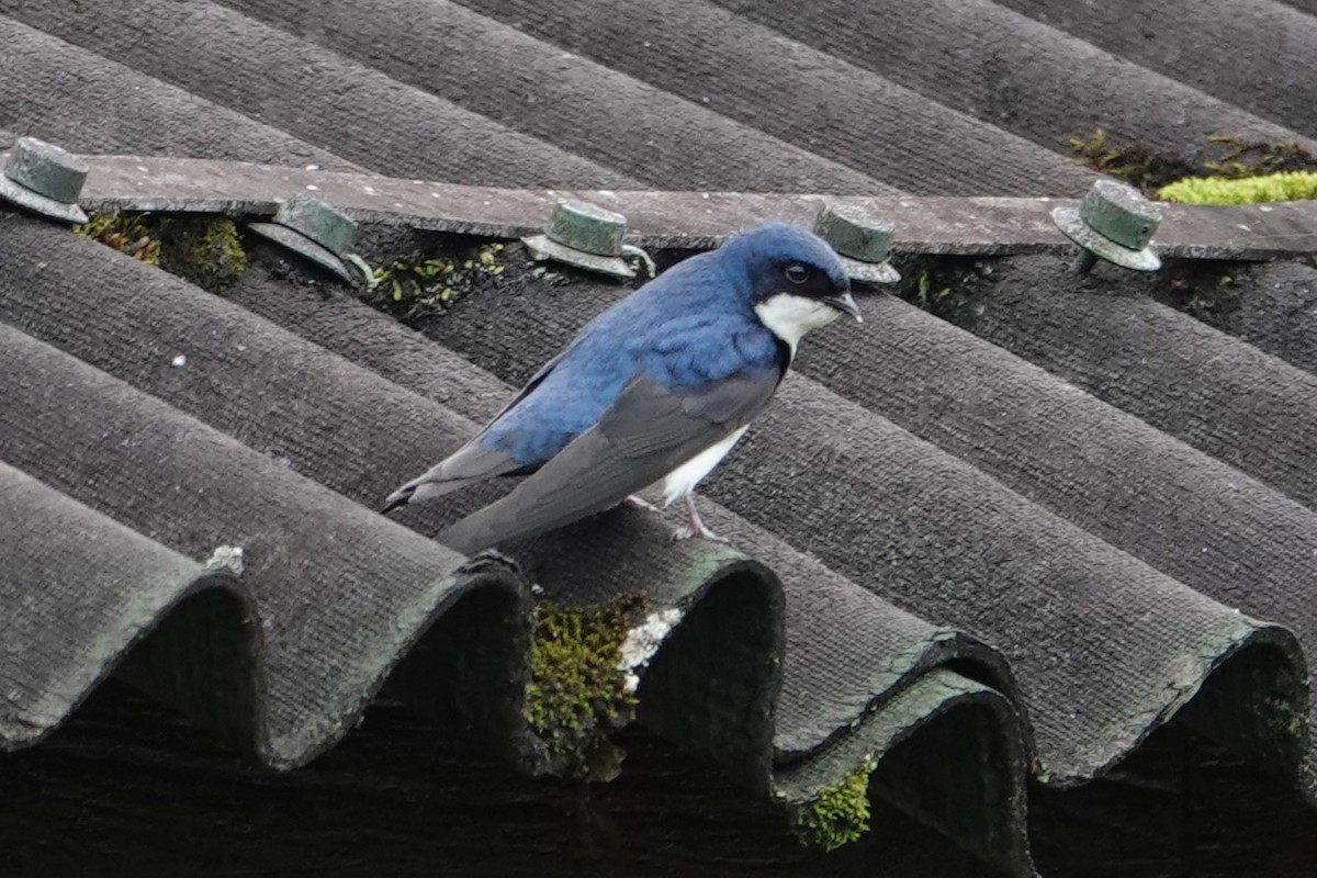 Blue-and-white Swallow - ML646371393