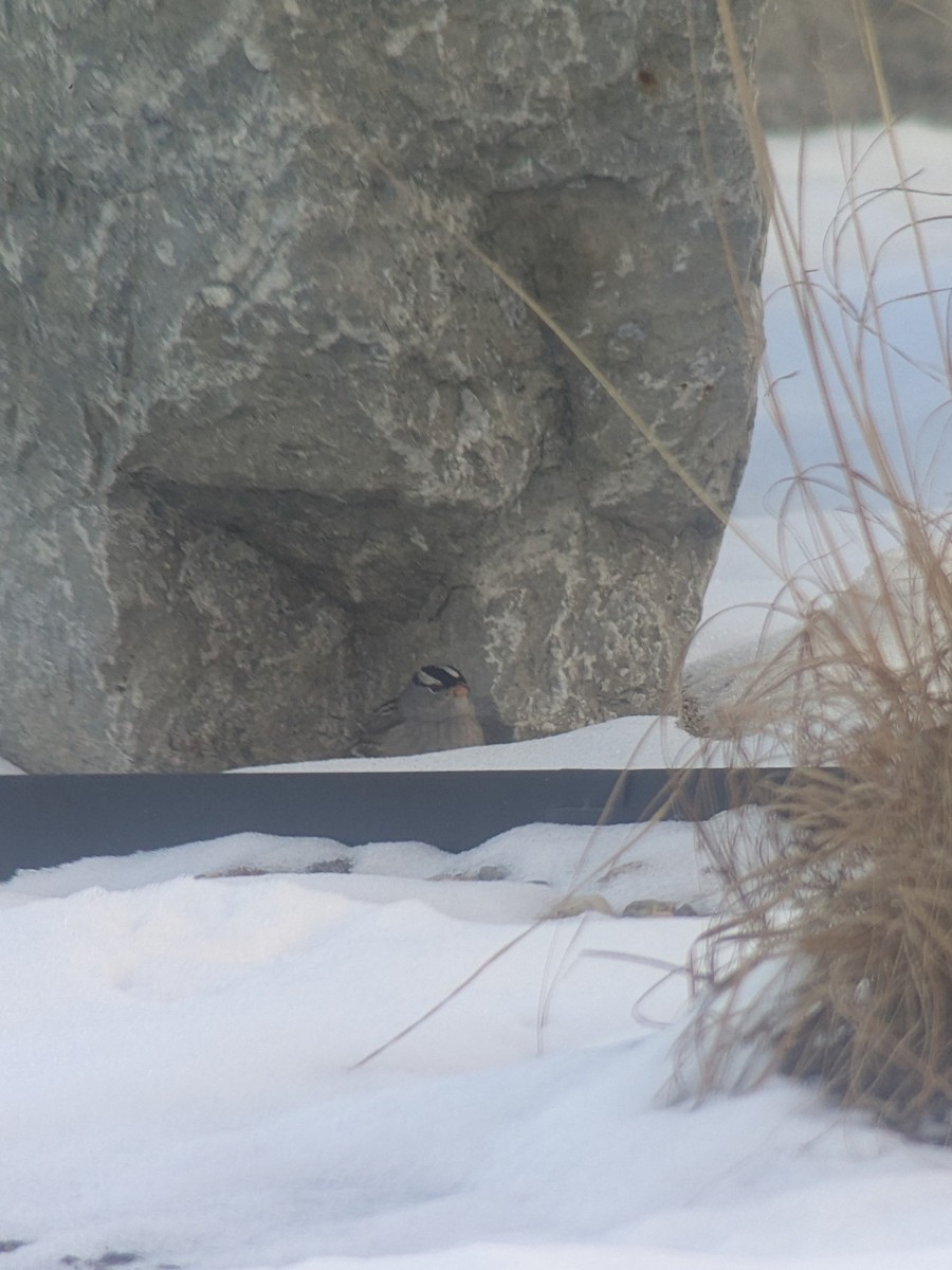 White-crowned Sparrow (Dark-lored) - ML646371394