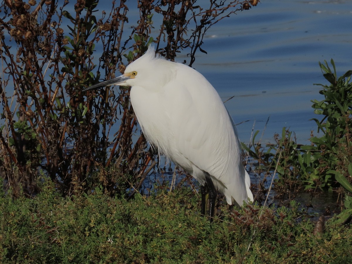 Snowy Egret - ML646371395