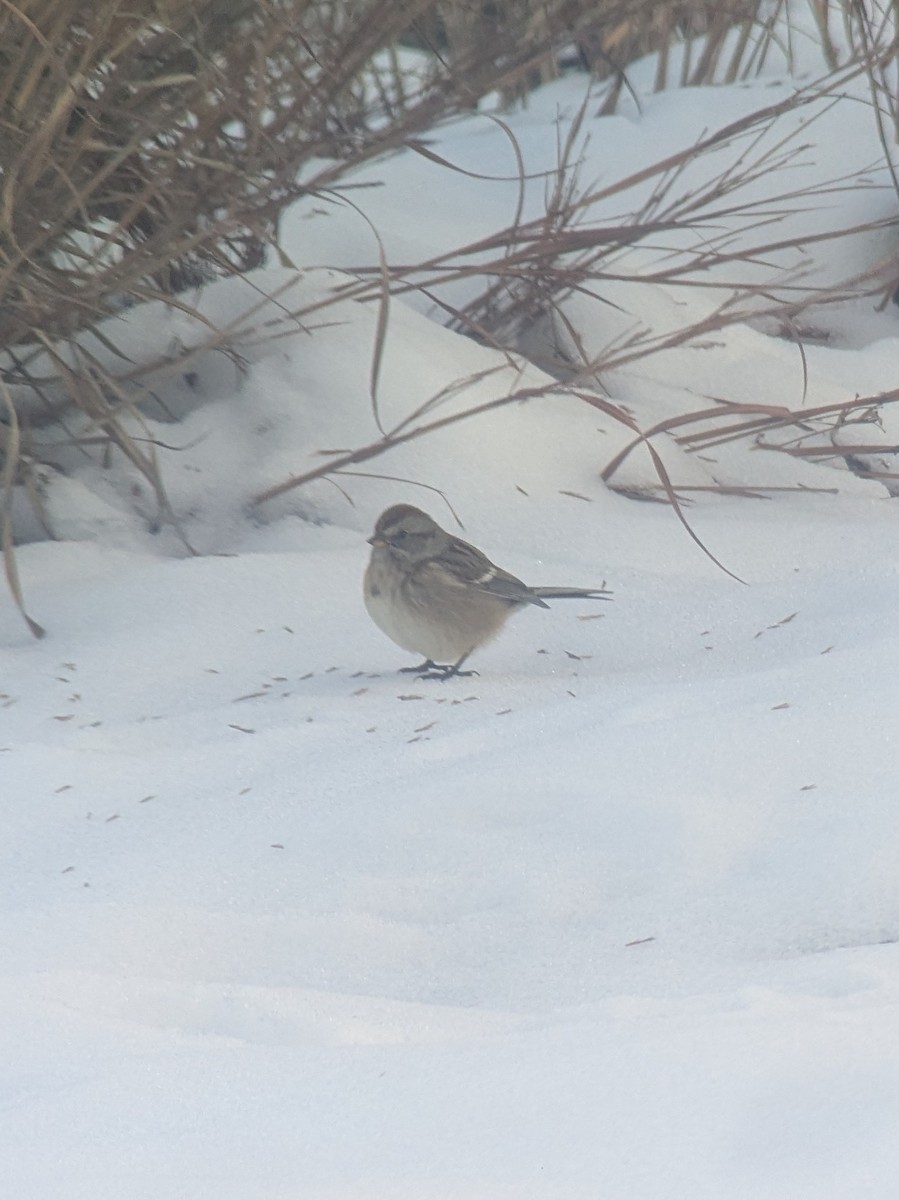 American Tree Sparrow - ML646371396