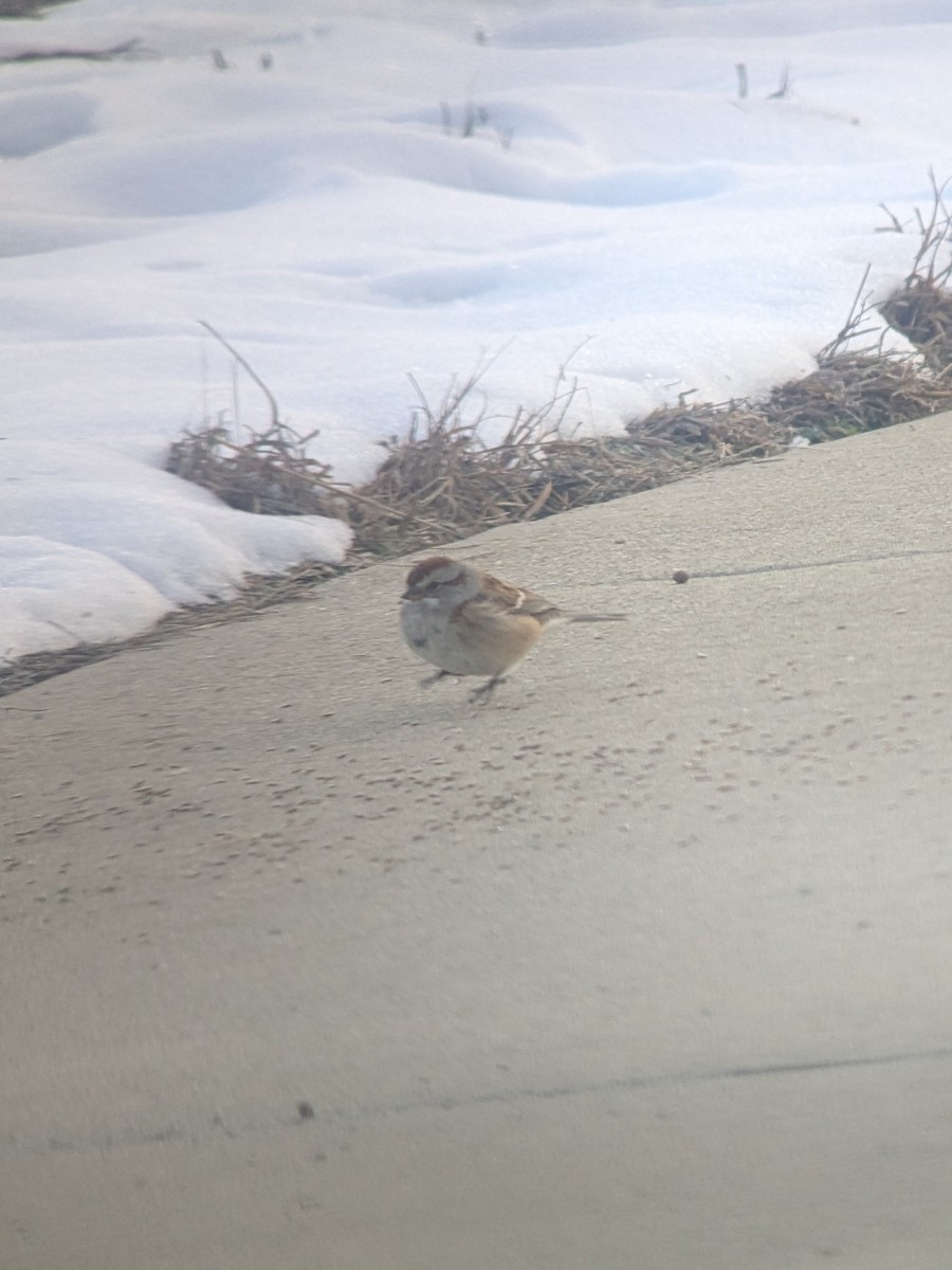 American Tree Sparrow - ML646371397