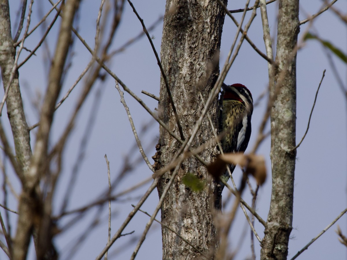 Дятел-смоктун жовточеревий - ML646371398