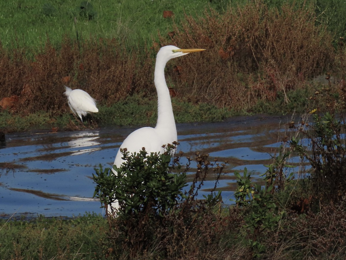Airone bianco maggiore - ML646371400