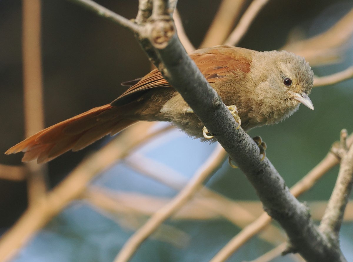 Plain Softtail - ML646371401