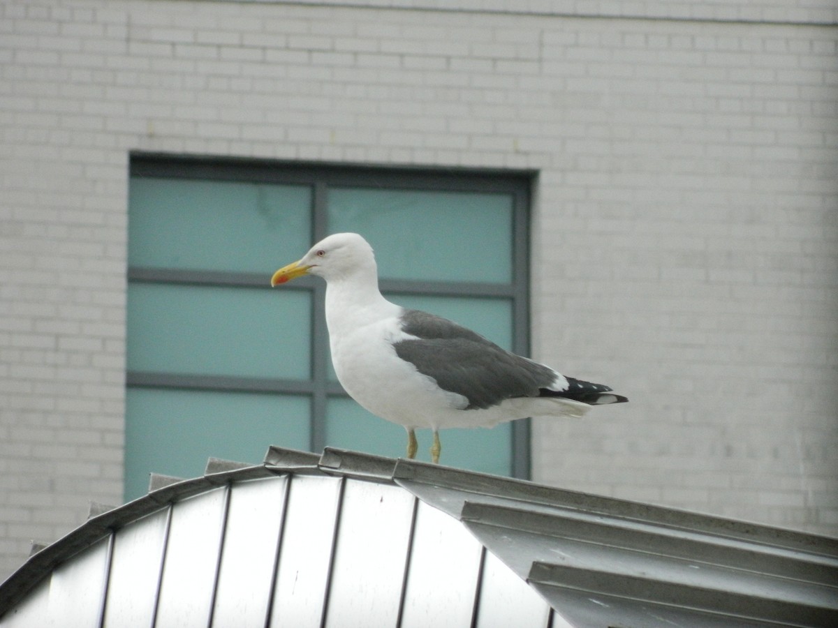 Gaviota Sombría - ML646371402