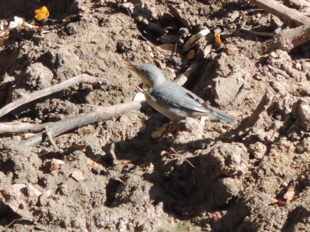 Tangara Encapuchada - ML646371403