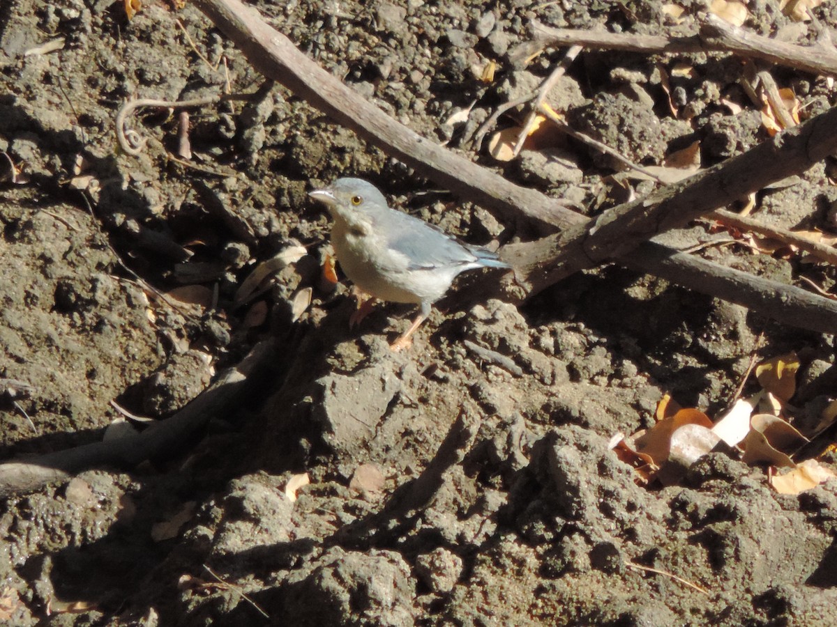 Tangara Encapuchada - ML646371404