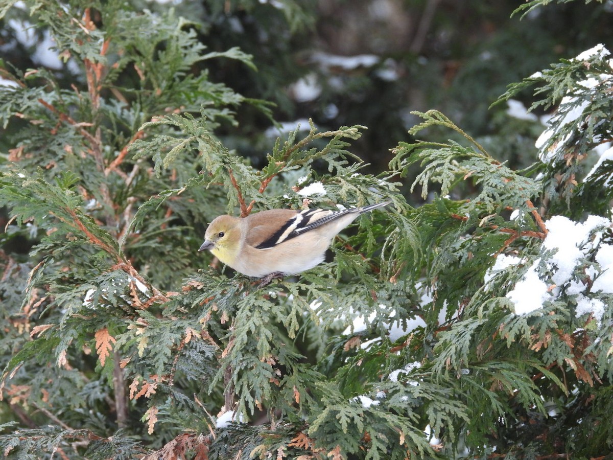 Jilguero Yanqui - ML646371405