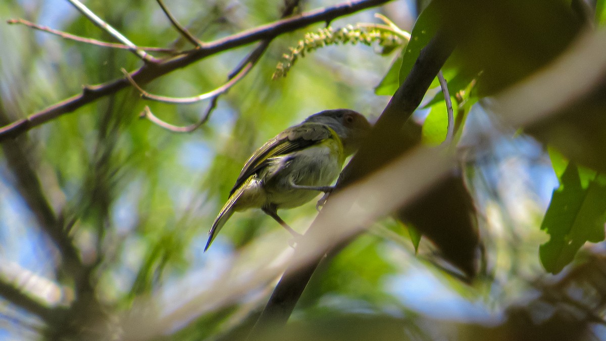 Vireón Cejirrufo - ML646371406