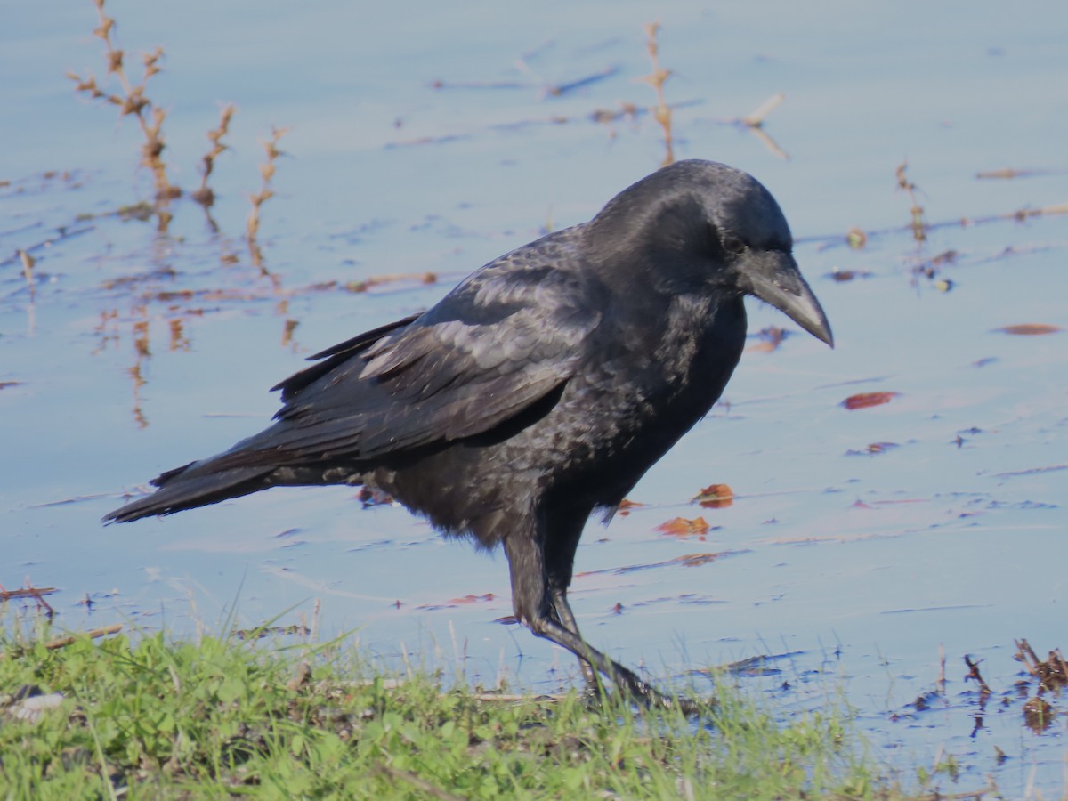 Cuervo Americano - ML646371407