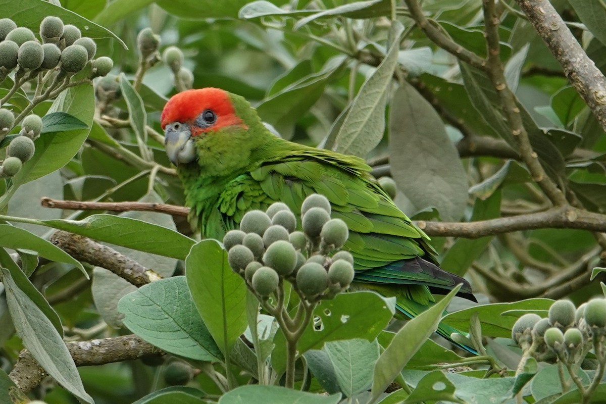 Lorito Pileado - ML646371409