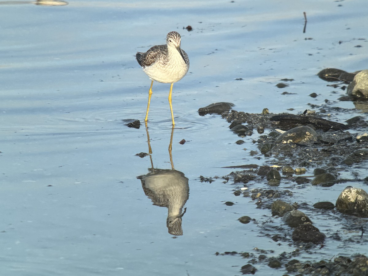 Archibebe Patigualdo Grande - ML646371410