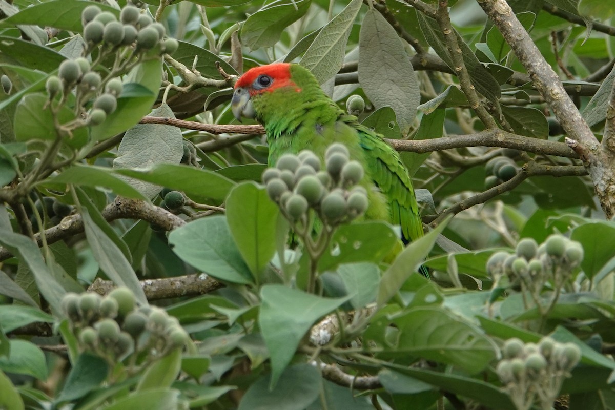 Lorito Pileado - ML646371411