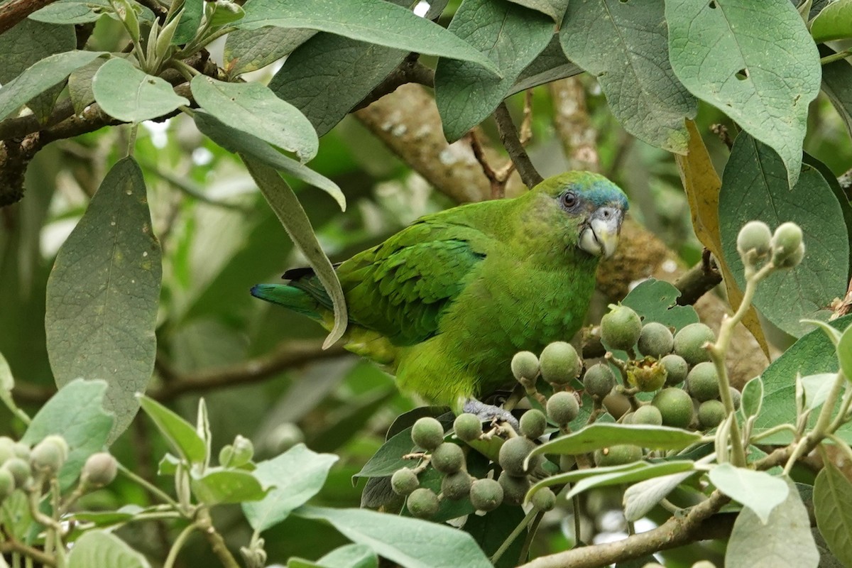 Lorito Pileado - ML646371412