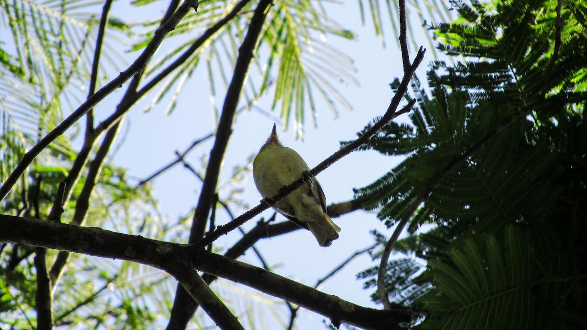 Vireón Cejirrufo - ML646371413
