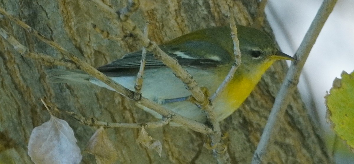 Northern Parula - ML646371414
