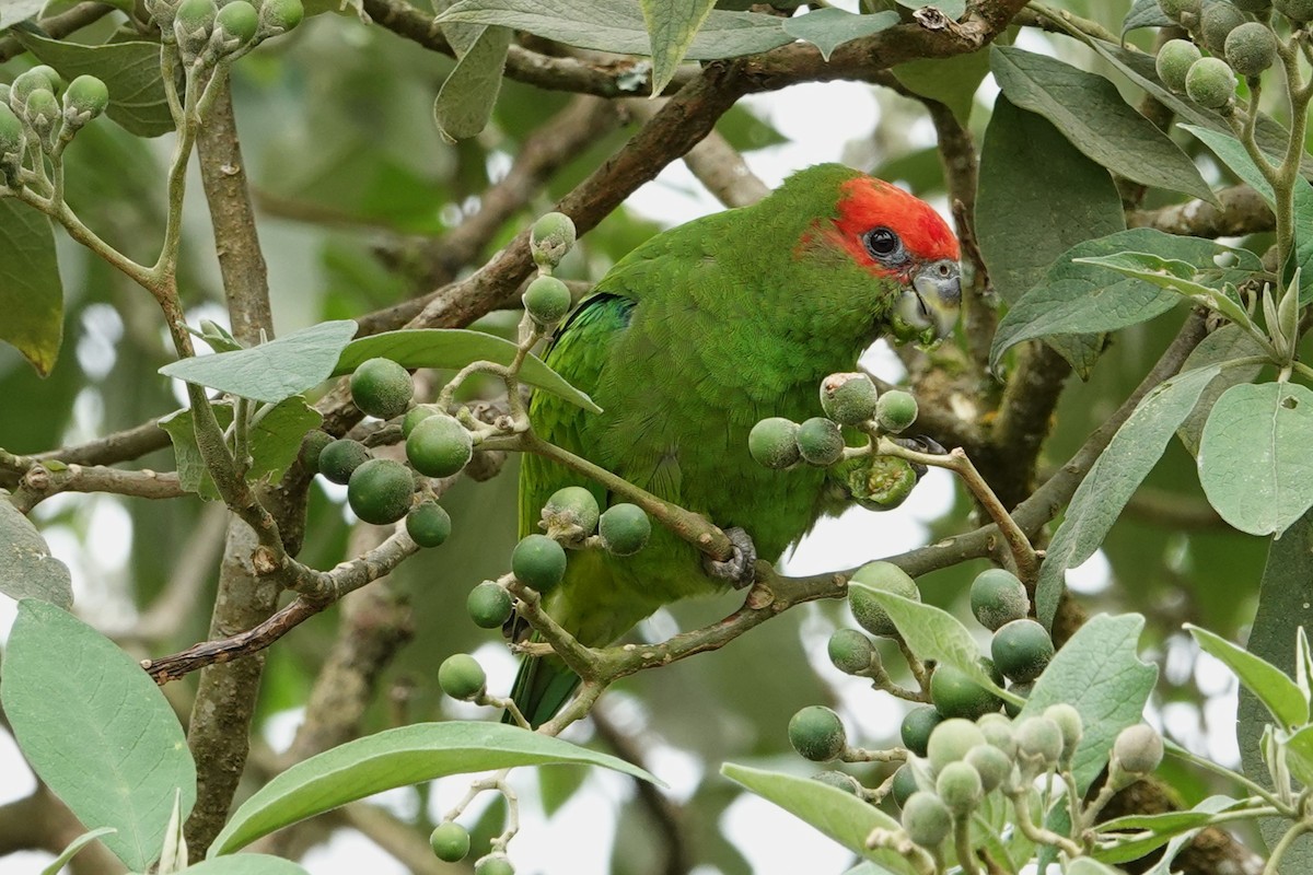 Lorito Pileado - ML646371415